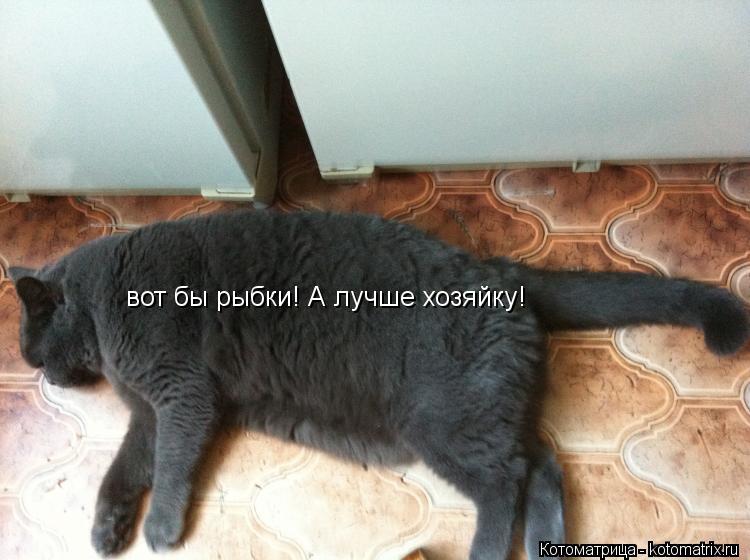 Котоматрица: вот бы рыбки! А лучше хозяйку!