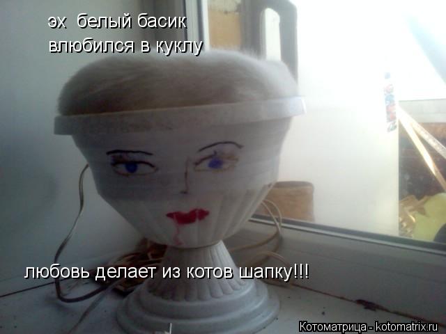 Котоматрица: эх  белый басик  любовь делает из котов шапку!!! влюбился в куклу