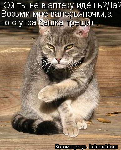 Котоматрица: -Эй,ты не в аптеку идёшь?Да? Возьми мне валерьяночки,а то с утра башка трещит...