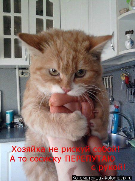 Котоматрица: Хозяйка не рискуй собой! А то сосиску ПЕРЕПУТАЮ с рукой!