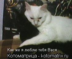 Котоматрица: Как же я люблю тебя Вася...