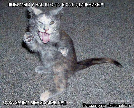 Котоматрица: ЛЮБИМЫЙ У НАС КТО-ТО В ХОЛОДИЛЬНИКЕ!!!! СУКА ЗАЧЕМ МЕНЯ ЗАКРЫЛА!!!