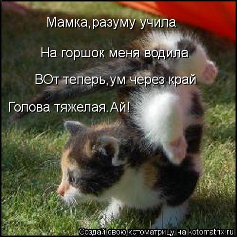Мамка,разуму учила На горшок меня водила ВОт теперь,ум через край Голова тяжелая.Ай!... Котоматрица: Мамка,разуму учила На горшок меня водила ВОт теперь,ум через край Голова тяжелая.Ай!