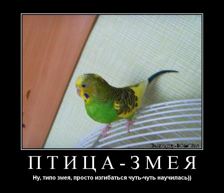 Котоматрица: ПТИЦА-ЗМЕЯ Ну, типо змея, просто изгибаться чуть-чуть научилась))