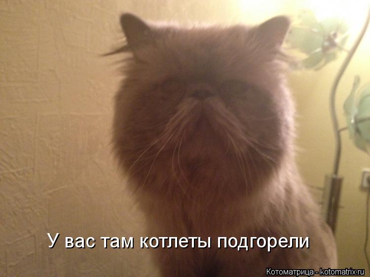Котоматрица: У вас там котлеты подгорели
