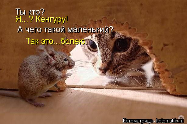 Котоматрица: Ты кто?  А чего такой маленький? Я...? Кенгуру! Так это...болею.
