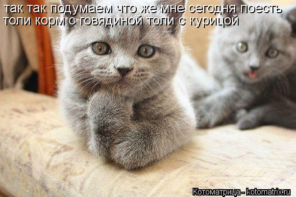 Котоматрица: так так подумаем что же мне сегодня поесть толи корм с говядиной толи с курицой