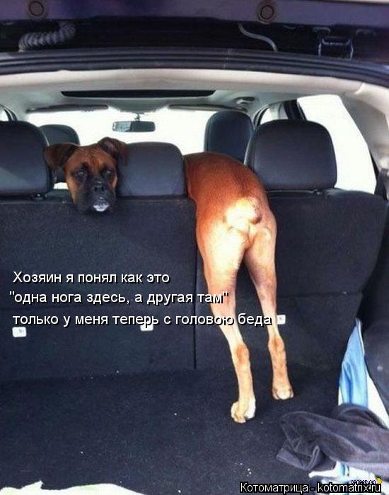 Котоматрица: Хозяин я понял как это  "одна нога здесь, а другая там" только у меня теперь с головою беда