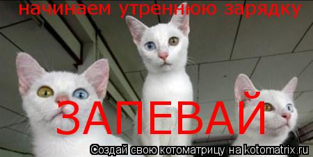 Котоматрица: начинаем утреннюю зарядку ЗАПЕВАЙ