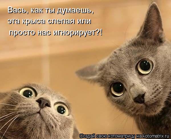 Котоматрица: Вась, как ты думаешь, эта крыса слепая или  просто нас игнорирует?!