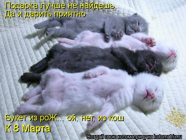 Котоматрица: Подарка лучше не найдешь, Да и дарить приятно Букет из роЖ... ой, нет, из кош К 8 Марта