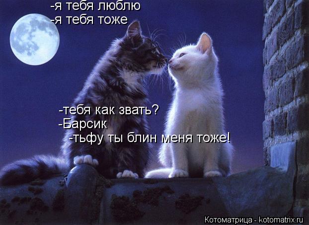 Котоматрица: -я тебя люблю -я тебя тоже -тебя как звать? -Барсик -тьфу ты блин меня тоже!