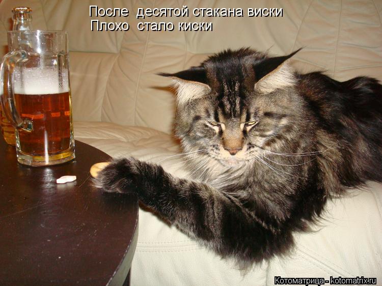 Котоматрица: После  десятой стакана виски  Плохо  стало киски