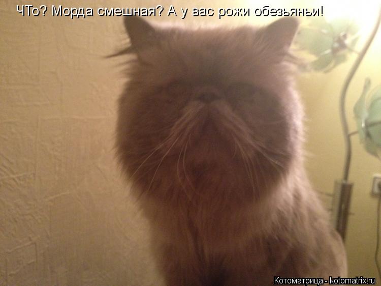 Котоматрица: ЧТо? Морда смешная? А у вас рожи обезьяньи!