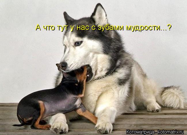 Котоматрица: А что тут у нас с зубами мудрости...?