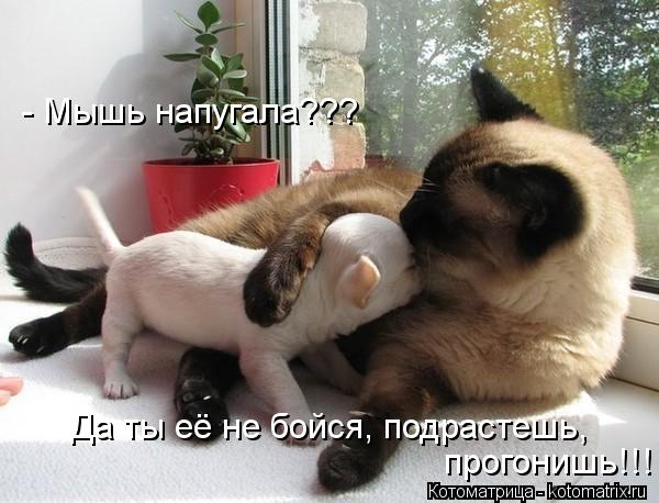 Котоматрица: - Мышь напугала???  Да ты её не бойся, подрастешь,  прогонишь!!!