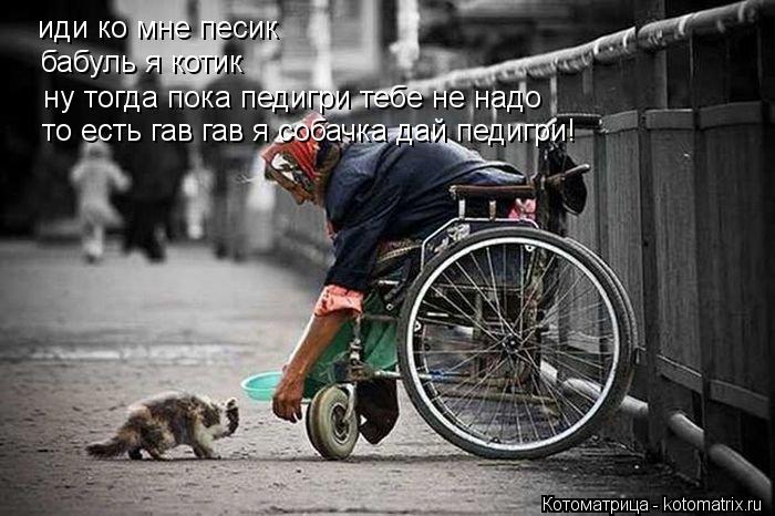 Котоматрица: иди ко мне песик бабуль я котик ну тогда пока педигри тебе не надо то есть гав гав я собачка дай педигри!