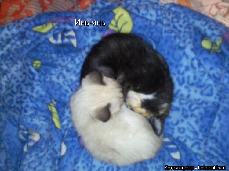 Котоматрица: Инь-янь