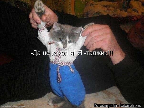 Котоматрица: -Да не хохол я! Я -таджик!!!