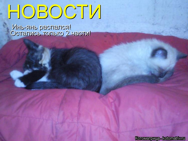 Котоматрица: Инь-янь распался!  Остались только 2 части! НОВОСТИ