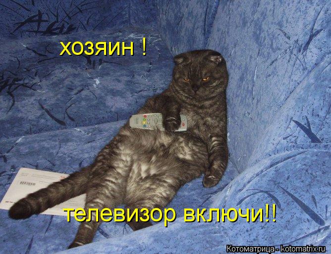 Котоматрица: хозяин ! телевизор включи!!