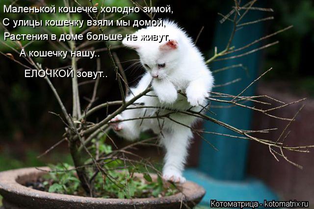 Котоматрица: Маленькой кошечке холодно зимой, С улицы кошечку взяли мы домой, Растения в доме больше не живут, А кошечку нашу.. ЕЛОЧКОЙ зовут..