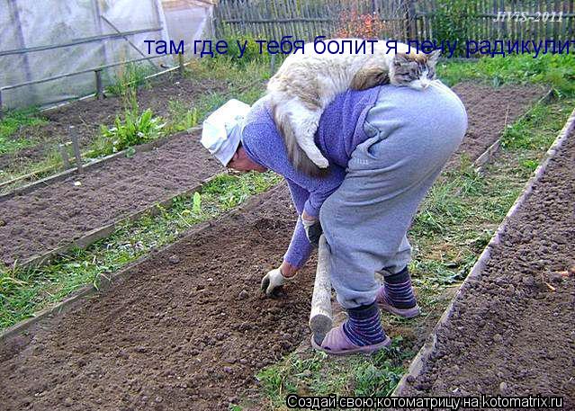 Котоматрица: там где у тебя болит я лечу радикулит