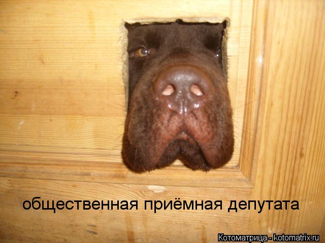 Котоматрица: общественная приёмная депутата