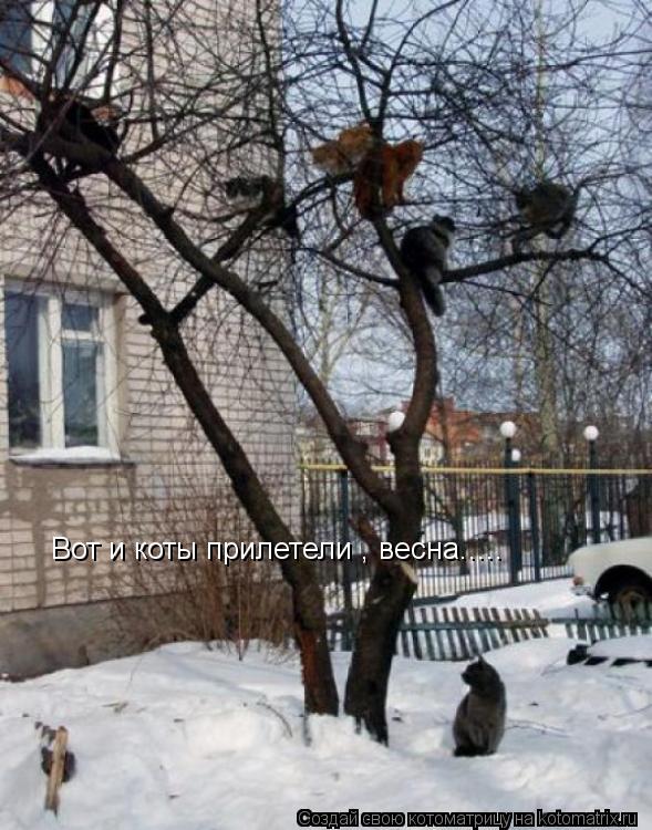 Котоматрица: Вот и коты прилетели , весна.....