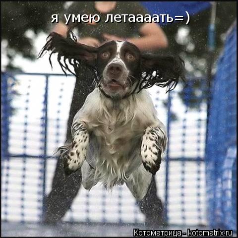 Котоматрица: я умею летаааать=)