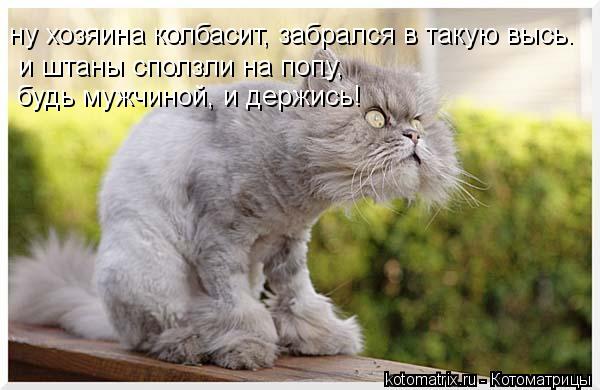 Котоматрица: ну хозяина колбасит, забрался в такую высь. и штаны сползли на попу,  будь мужчиной, и держись!