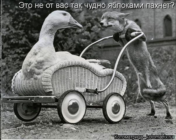 Котоматрица: Это не от вас так чудно яблоками пахнет?