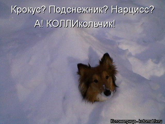 Крокус? Подснежник? Нарцисс? А! КОЛЛИкольчик!... Котоматрица: Крокус? Подснежник? Нарцисс? А! КОЛЛИкольчик!