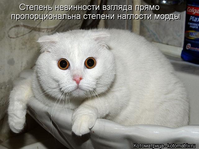Котоматрица: Степень невинности взгляда прямо  пропорциональна степени наглости морды