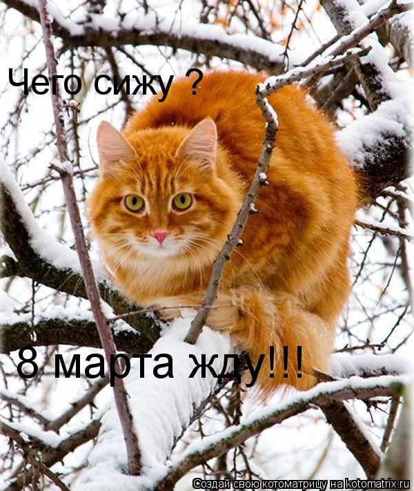 Котоматрица: Чего сижу ?  8 марта жду!!!
