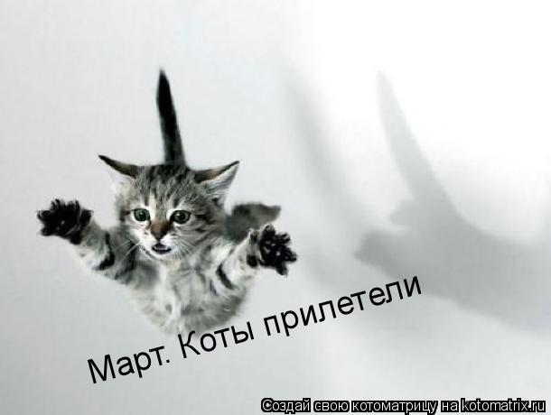 Котоматрица: Март. Коты прилетели