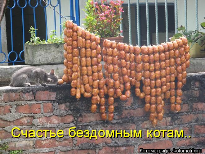 Котоматрица: Счастье бездомным котам..