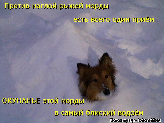 Против наглой рыжей морды есть всего один приём ОКУНАНЬЕ этой морды в самый блиский водоём... Котоматрица: Против наглой рыжей морды есть всего один приём ОКУНАНЬЕ этой морды в самый блиский водоём
