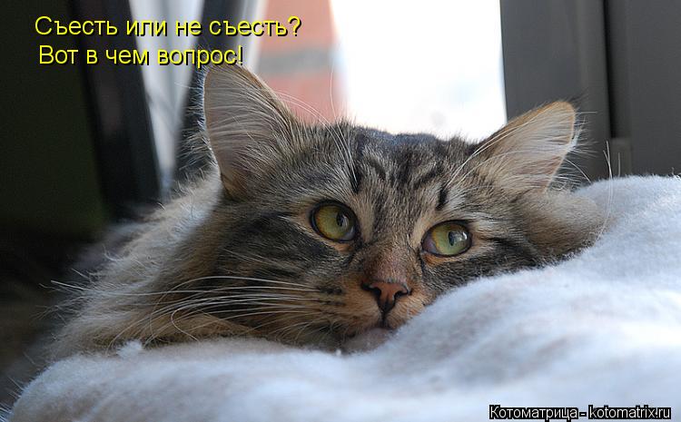 Котоматрица: Съесть или не съесть? Вот в чем вопрос!