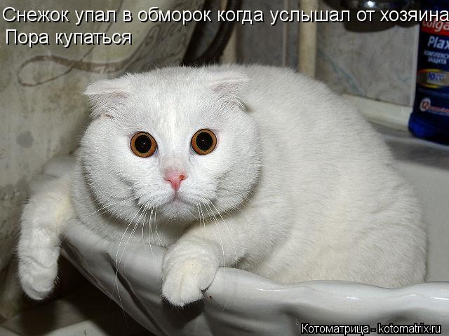 Котоматрица: Пора купаться Снежок упал в обморок когда услышал от хозяина