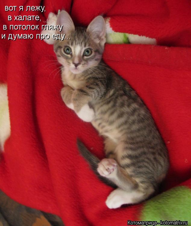 Котоматрица: вот я лежу, в халате, в потолок гляжу и думаю про еду...