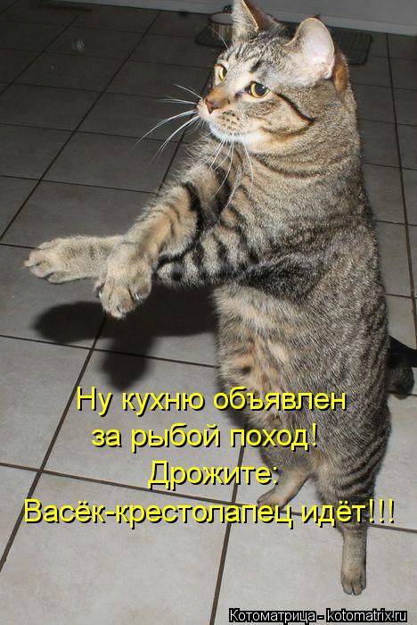 Котоматрица: Ну кухню объявлен  за рыбой поход! Дрожите:   Васёк-крестолапец идёт!!!
