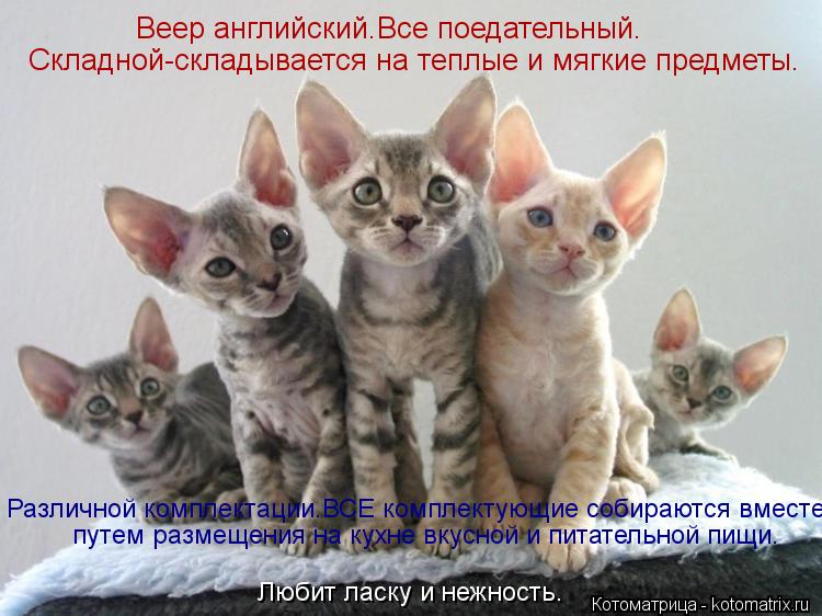 Котоматрица: Веер английский.Все поедательный. Складной-складывается на теплые и мягкие предметы. Различной комплектации.ВСЕ комплектующие собираются