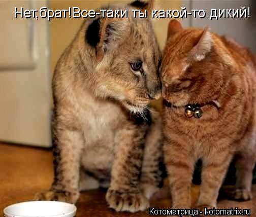 Котоматрица: Нет,брат!Все-таки ты какой-то дикий!