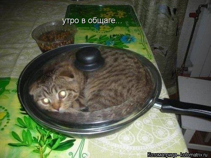 Котоматрица: утро в общаге...