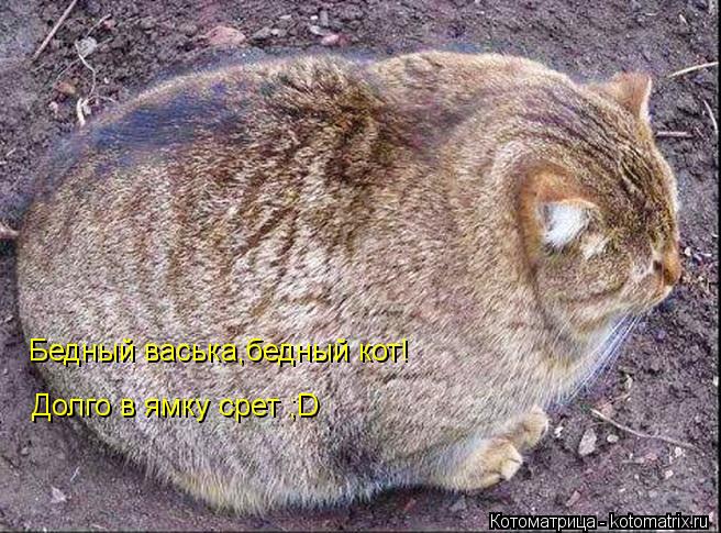 Котоматрица: Бедный васька,бедный кот! Долго в ямку срет ;D