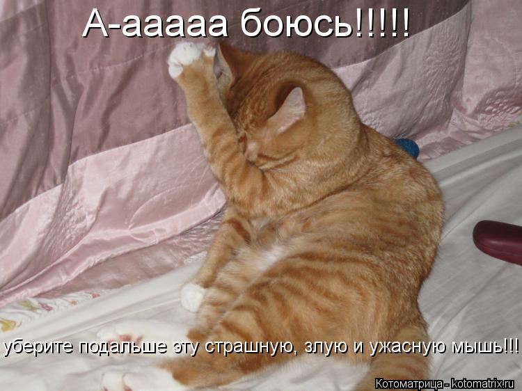Котоматрица: А-ааааа боюсь!!!!! уберите подальше эту страшную, злую и ужасную мышь!!!