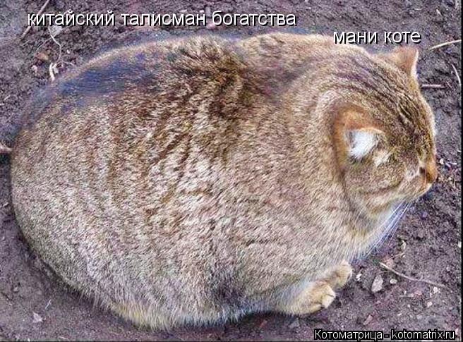 Котоматрица: китайский талисман богатства  мани коте