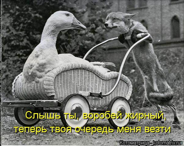 Котоматрица: Слышь ты, воробей жирный, теперь твоя очередь меня везти