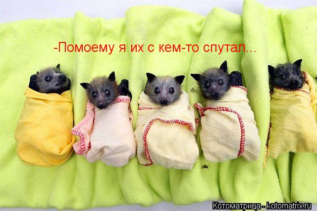 Котоматрица: -Помоему я их с кем-то спутал...